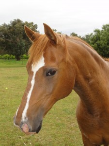 Melbourne Horse